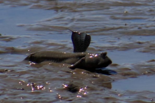 %e3%82%80%e3%81%a4%e3%81%94%e3%82%8d%e3%81%86